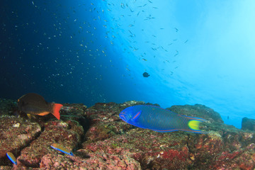 Obraz na płótnie Canvas Tropical fish coral reef sea ocean underwater