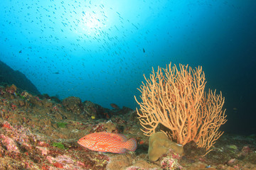 Tropical fish coral reef sea ocean underwater
