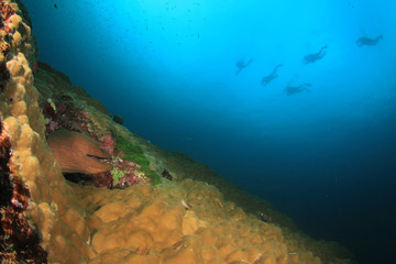 Giant Moray Eel underwater coral reef