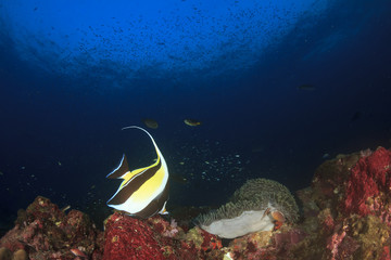 Fish coral reef sea ocean underwater