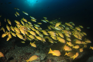Fototapeta na wymiar Tropical fish coral reef sea ocean underwater