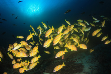 Obraz na płótnie Canvas Tropical fish coral reef sea ocean underwater