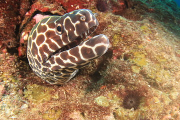Honeycomb Moray Eel