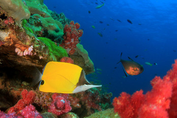 Tropical fish coral reef sea ocean underwater