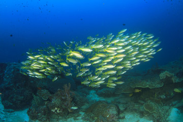 Fototapeta na wymiar Tropical fish coral reef sea ocean underwater