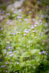 grass flowers