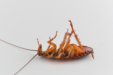 cockroach is dead on white table background