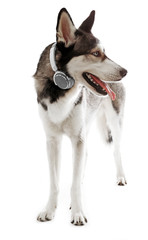 Siberian Husky in headphones, isolated on white
