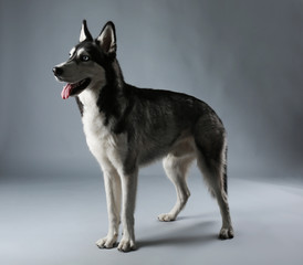 Young Husky on grey background