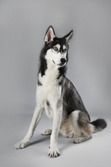 Young Husky sitting on grey background
