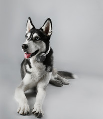 Young Husky in headphones laying on grey background