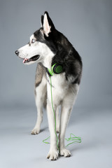 Young Husky in headphones on grey background