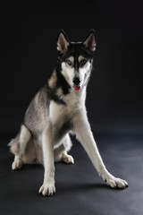 Young Husky sitting on dark background