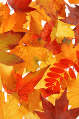 Autumn leaves, close-up