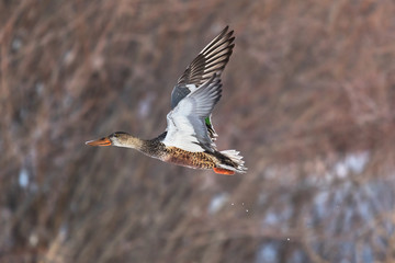 Female Northern Shoveler in flight, Bosque Del Apache National Wildlife Refuge, New Mexico