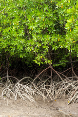 Roots and branches,mangrove forest of Thailand