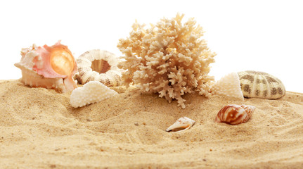 Beautiful shells and coral  on sand against white background