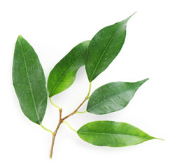 Fototapeta premium Rubber plant isolated on white