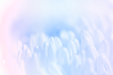 Sweet pastel color Chrysanthemums petals  in soft color and blur