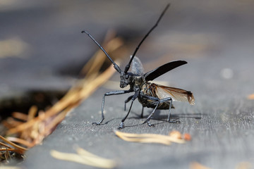 Beetle takes off