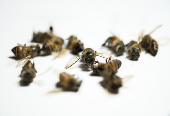 abstract blur of dead bees on the white background