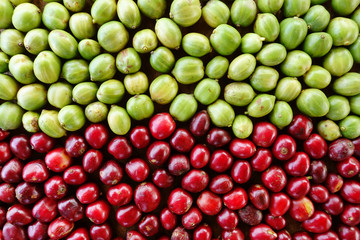 fresh coffee beans before roast.