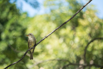 Pájaro parado sobre una larga rama.