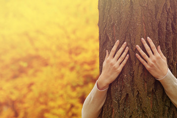 Human hands hugging tree in the park