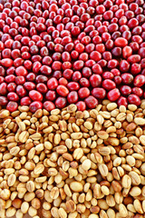 Coffe beans and fresh berries beans backgourng.