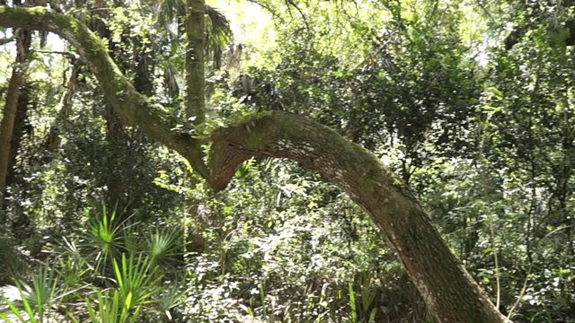 The sound of insects dominates the scene as the view pans along the length of a large old crooked tree in this undeveloped section of Bonita Springs Florida