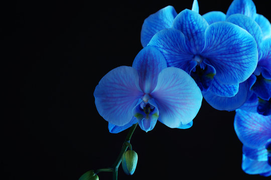 Fototapeta Beautiful blue orchid flower on black background