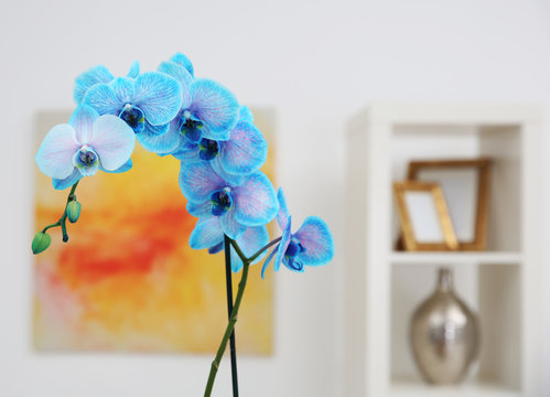 Beautiful blue orchid in interior design