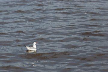seagulls sit on the sea