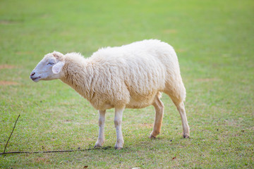 White sheep on green grass field.