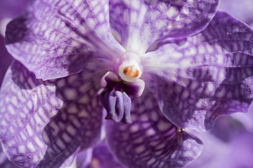 orchid flower,soft focus