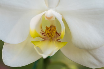 orchid flower,soft focus