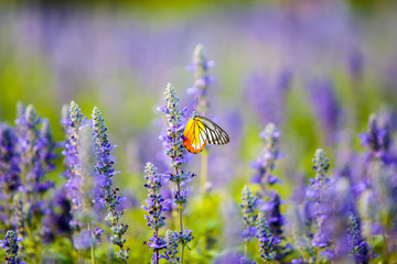 Butterfly on Lavender Flowers field in the garden.