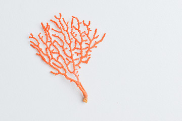 sea fan little pieces