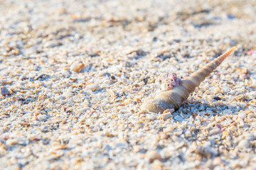 Shells or Conch on sand beach in the morning.