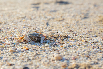 Fototapeta na wymiar Crab shells on sand beach in the morning.