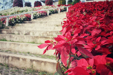 Red poinsettia flowers with staircase