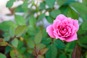Top view of pink rose.