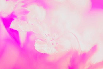 Fototapeta na wymiar Sweet pastel color petal white flower in soft color and blur sty