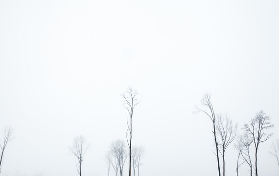 Nature. The winter fog that coated the trees.