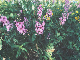 Fototapeta na wymiar Purple salvia flowers