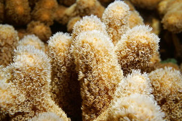 Naklejka premium Close up of finger coral Porites porites