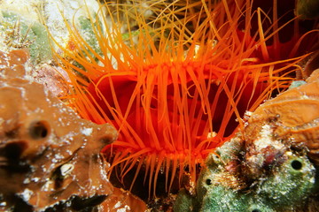 Ctenoides scaber Flame scallop and its tentacles - obrazy, fototapety, plakaty