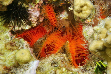 Several molluscs Flame scallop Ctenoides scaber