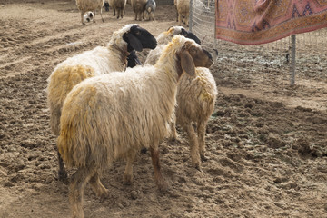 Fototapeta premium three sheep in Iraqi countryside 