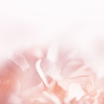Sweet color pastel hydrangeas in soft color and blur style for b
